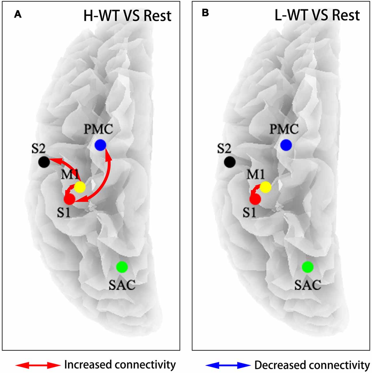 Frontiers  Intensity and Dose of Neuromuscular Electrical Stimulation  Influence Sensorimotor Cortical Excitability