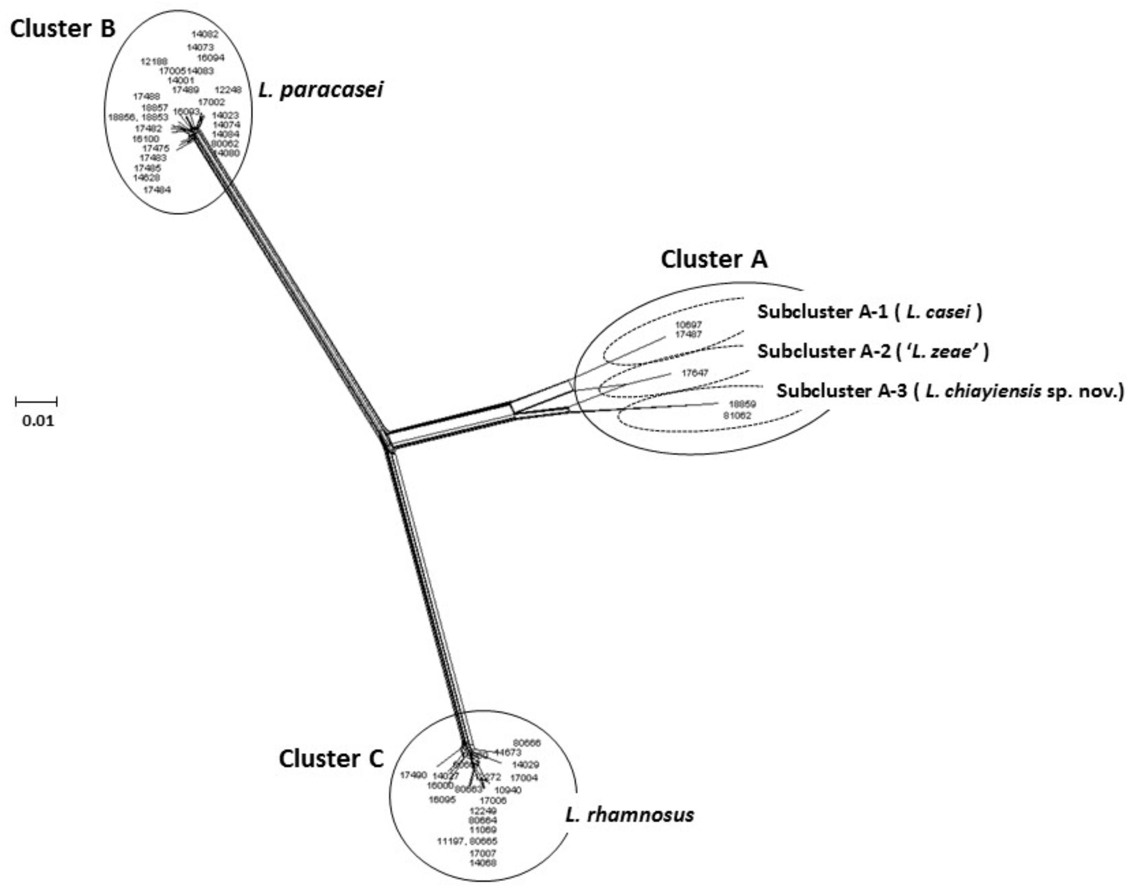 Lactobacillus Identification Chart