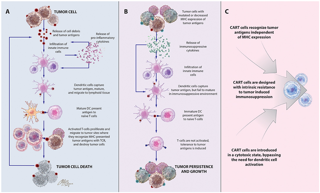 Virus Replication Begins In Dendritic Cells During The Transmission Of Hiv