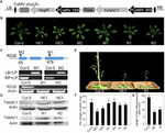 Frontiers | Heterologous Expression of the Transcription Factor EsNAC1 ...