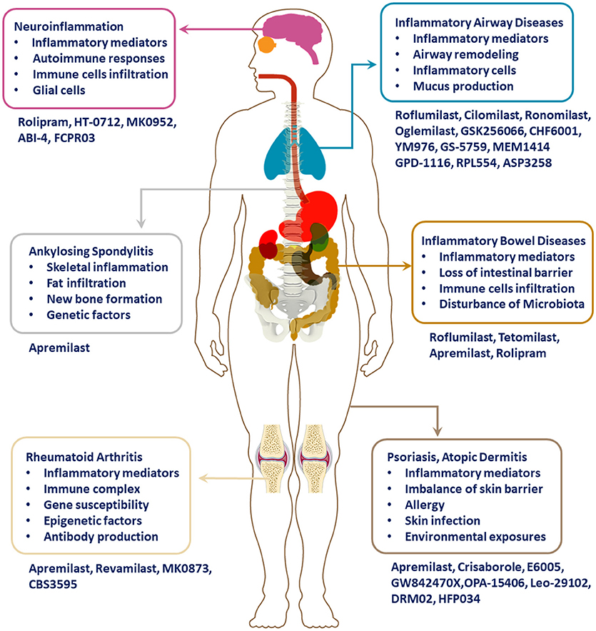 Dwell Fonetik Ambient Frontiers | Phosphodiesterase-4 Inhibitors for the Treatment of  Inflammatory Diseases