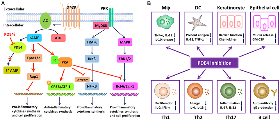 Dwell Fonetik Ambient Frontiers | Phosphodiesterase-4 Inhibitors for the Treatment of  Inflammatory Diseases