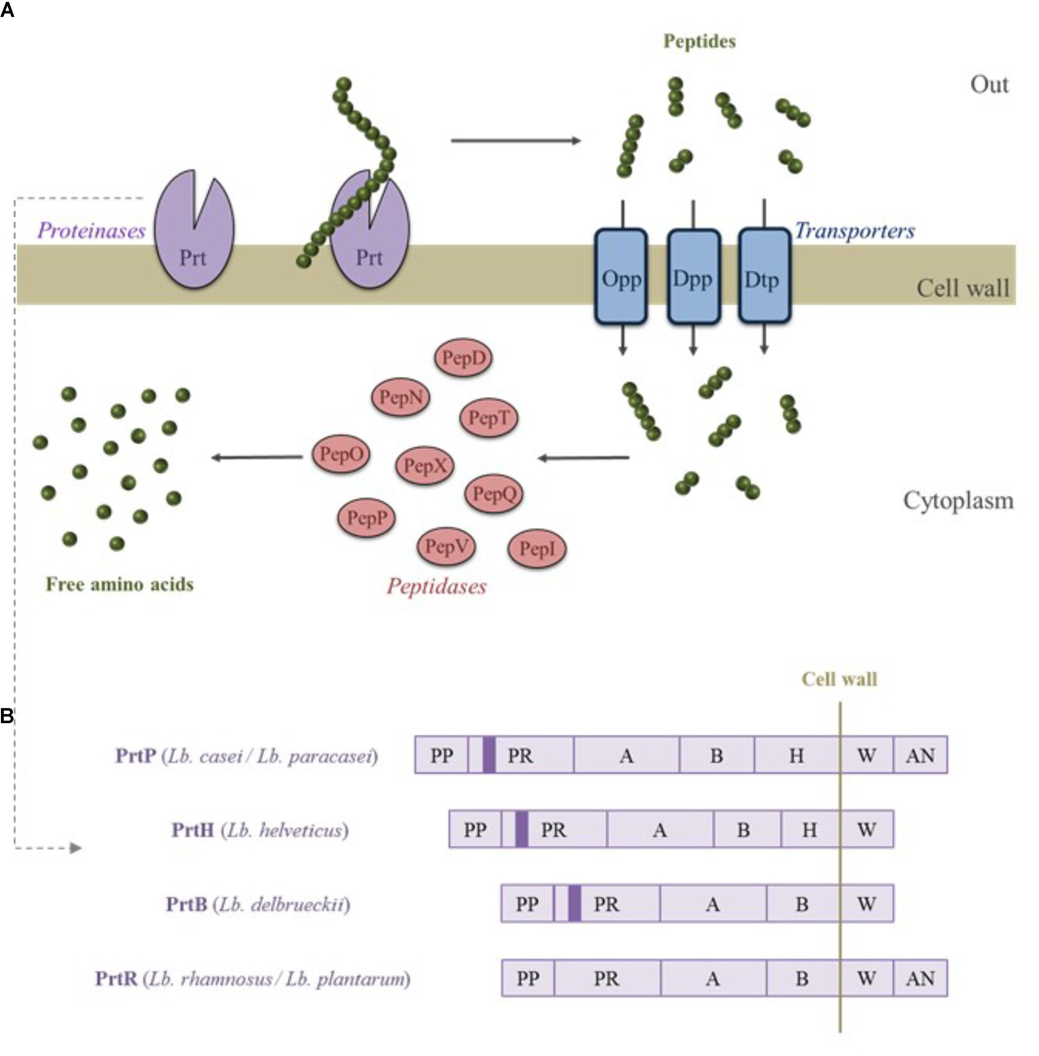 Frontiers  First generation of multifunctional peptides derived