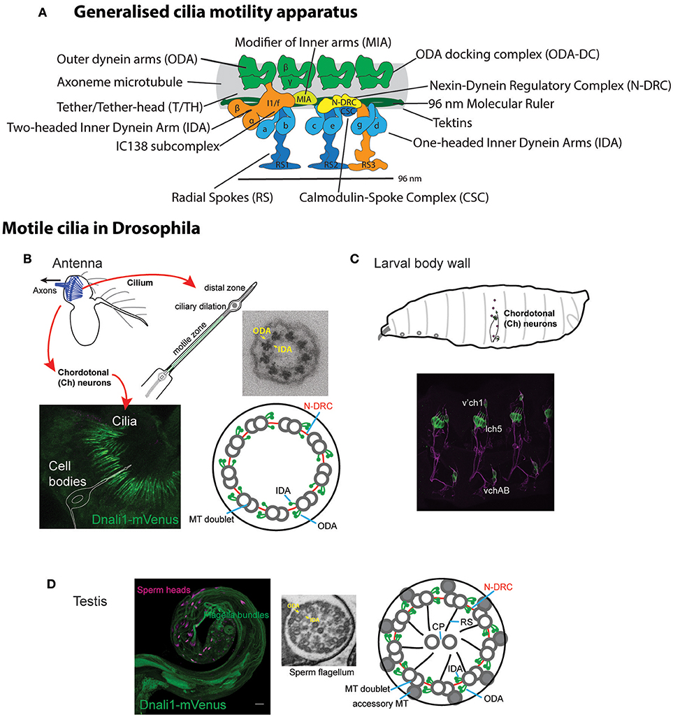 Frontiers | Survey of the Ciliary Motility Machinery of Drosophila Sperm  and Ciliated Mechanosensory Neurons Reveals Unexpected Cell-Type Specific  Variations: A Model for Motile Ciliopathies