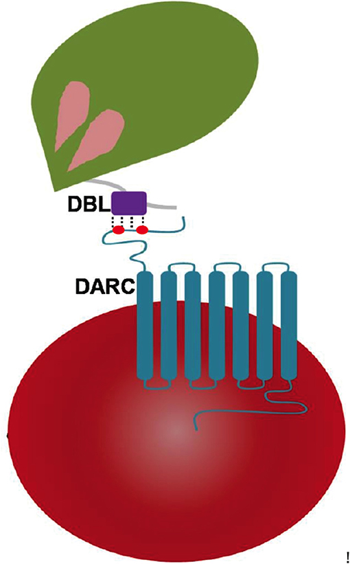 Frontiers | Engagement Rules That Underpin DBL-DARC Interactions for Ingress of Plasmodium knowlesi and Plasmodium vivax Into Human Erythrocytes | Molecular