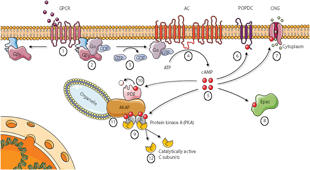 Frontiers The Molecular Basis For Specificity At The Level Of The Protein Kinase A Catalytic Subunit Endocrinology