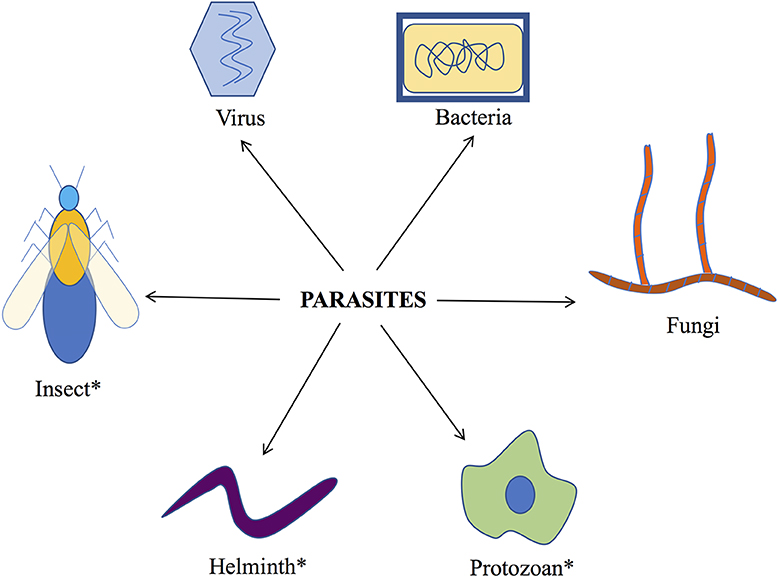 bacteria viruses fungi and parasites are classified as