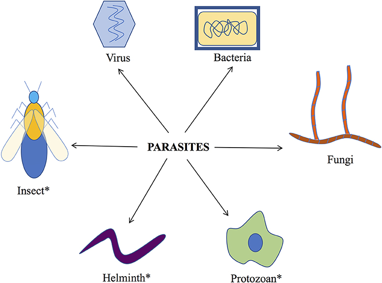 helminth scientific definition