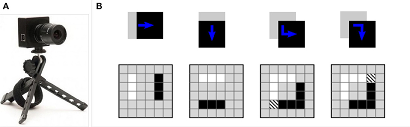 Dynamic texture description using adapted bipolar-invariant and