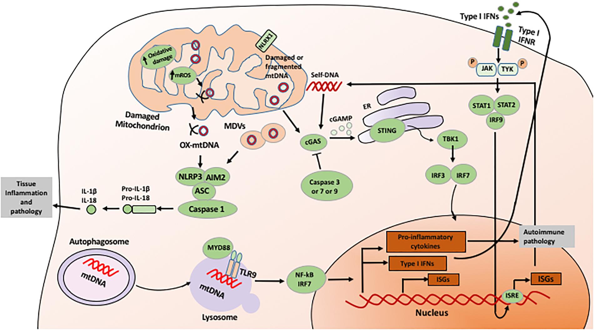 Mitochondrial DNA Damage Can Promote Atherosclerosis Independently