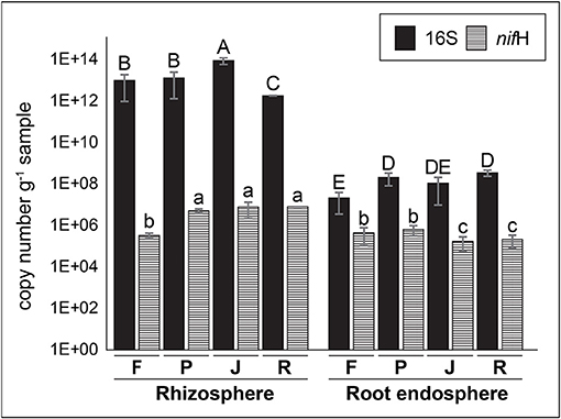 Frontiers | Putative Nitrogen-Fixing Bacteria Associated With the