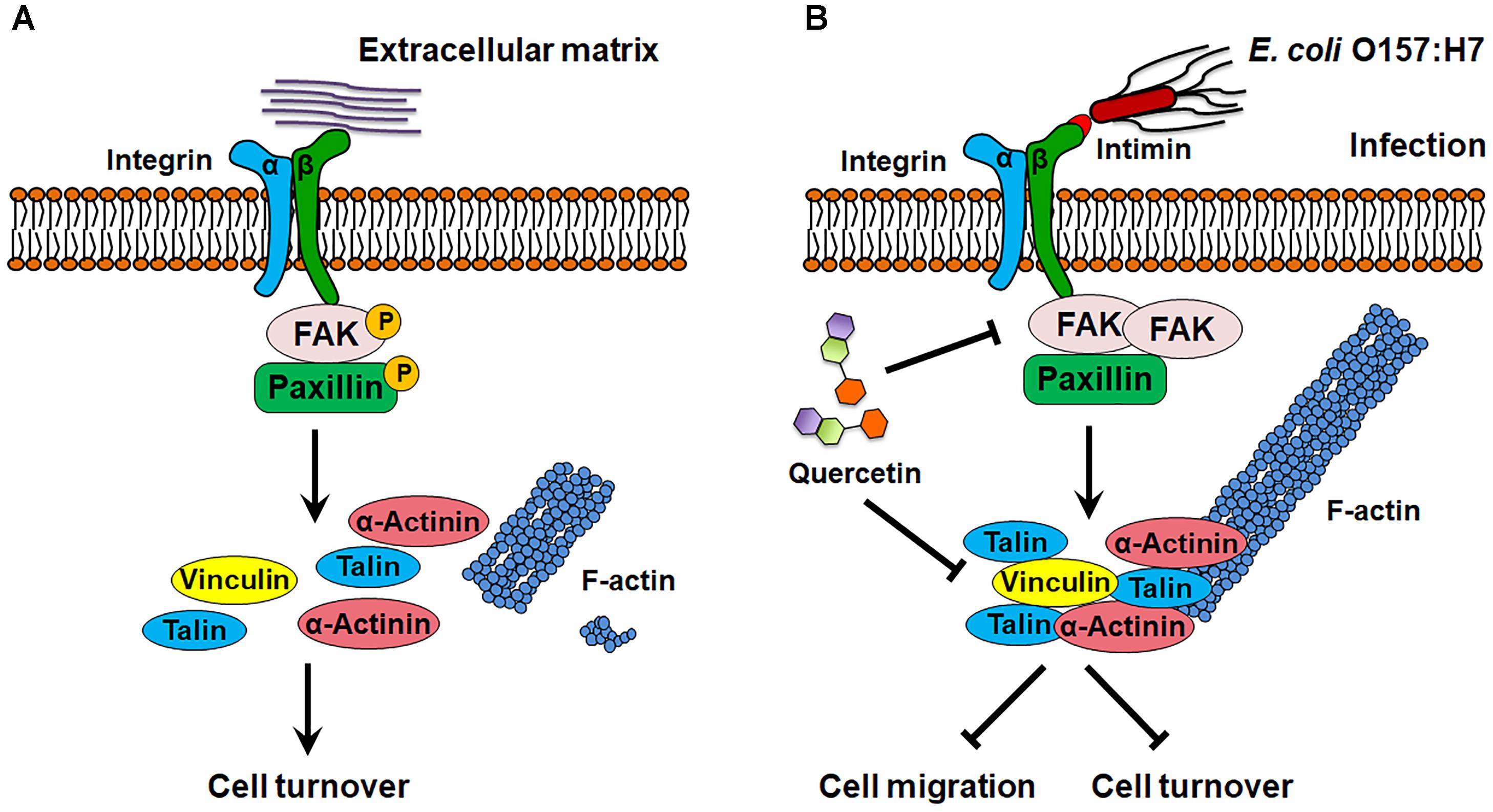 Frontiers Quercetin Prevents Escherichia Coli O157 H7 Adhesion To Epithelial Cells Via Suppressing Focal Adhesions Microbiology