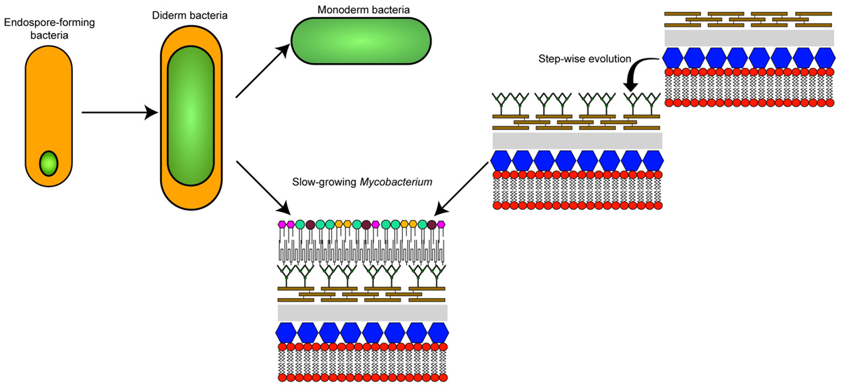 Frontiers The Mycobacterial Cell Envelope A Relict From the Past or