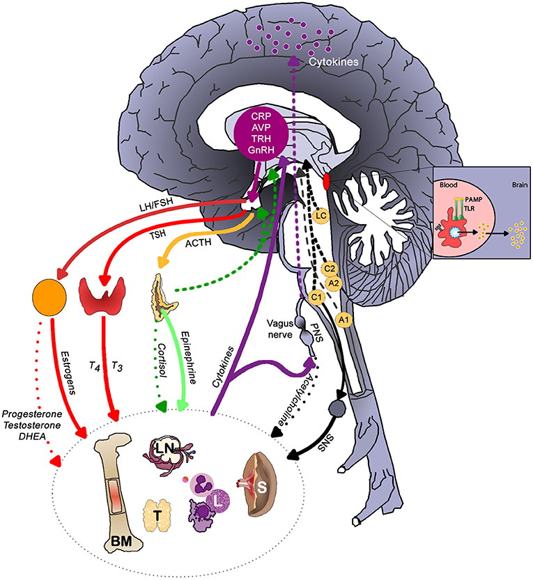 Main brain