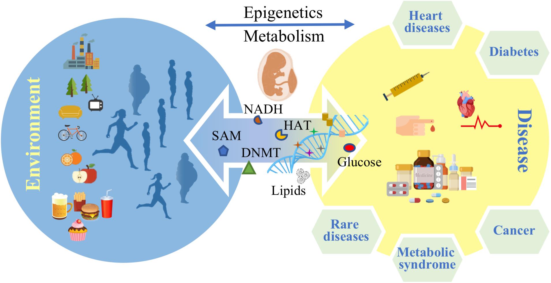 Epigenetics Is The Study Of Environmental Influences On - Study Poster