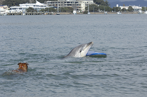 Island Of The Blue Dolphins Epub