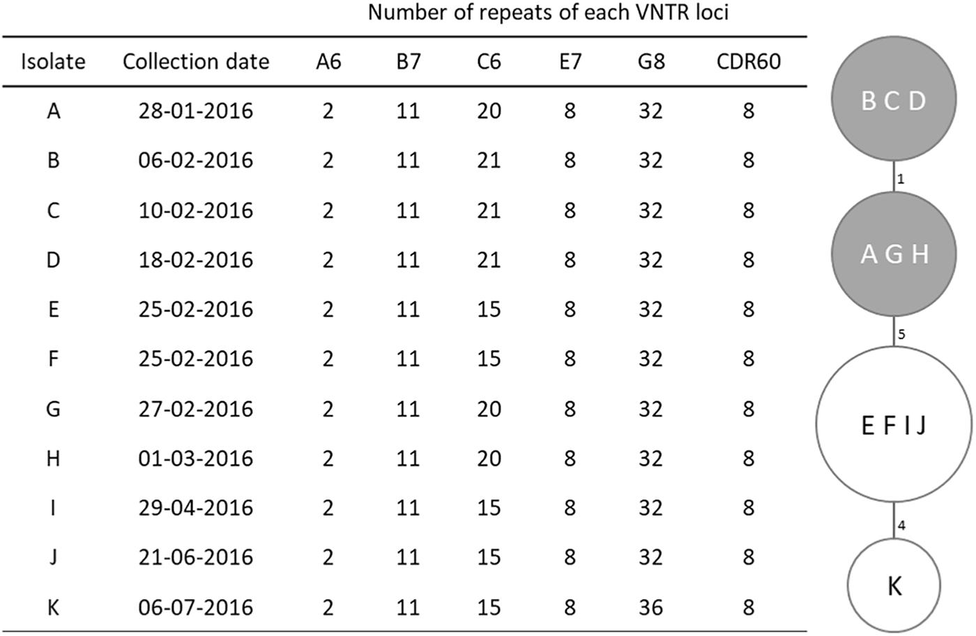 Frontiers Genomic Study Of A Clostridium Difficile Multidrug Resistant Outbreak Related Clone Reveals Novel Determinants Of Resistance Microbiology