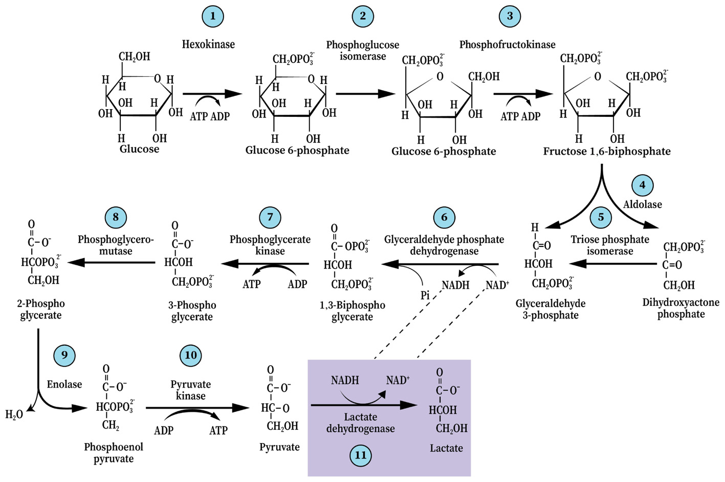 Последовательность процессов окисления глюкозы в клетках. Анаэробный гликолиз формула. Гликолиз с формулами и ферментами. Гликолиз схема реакций. Аэробный гликолиз биохимия схема.