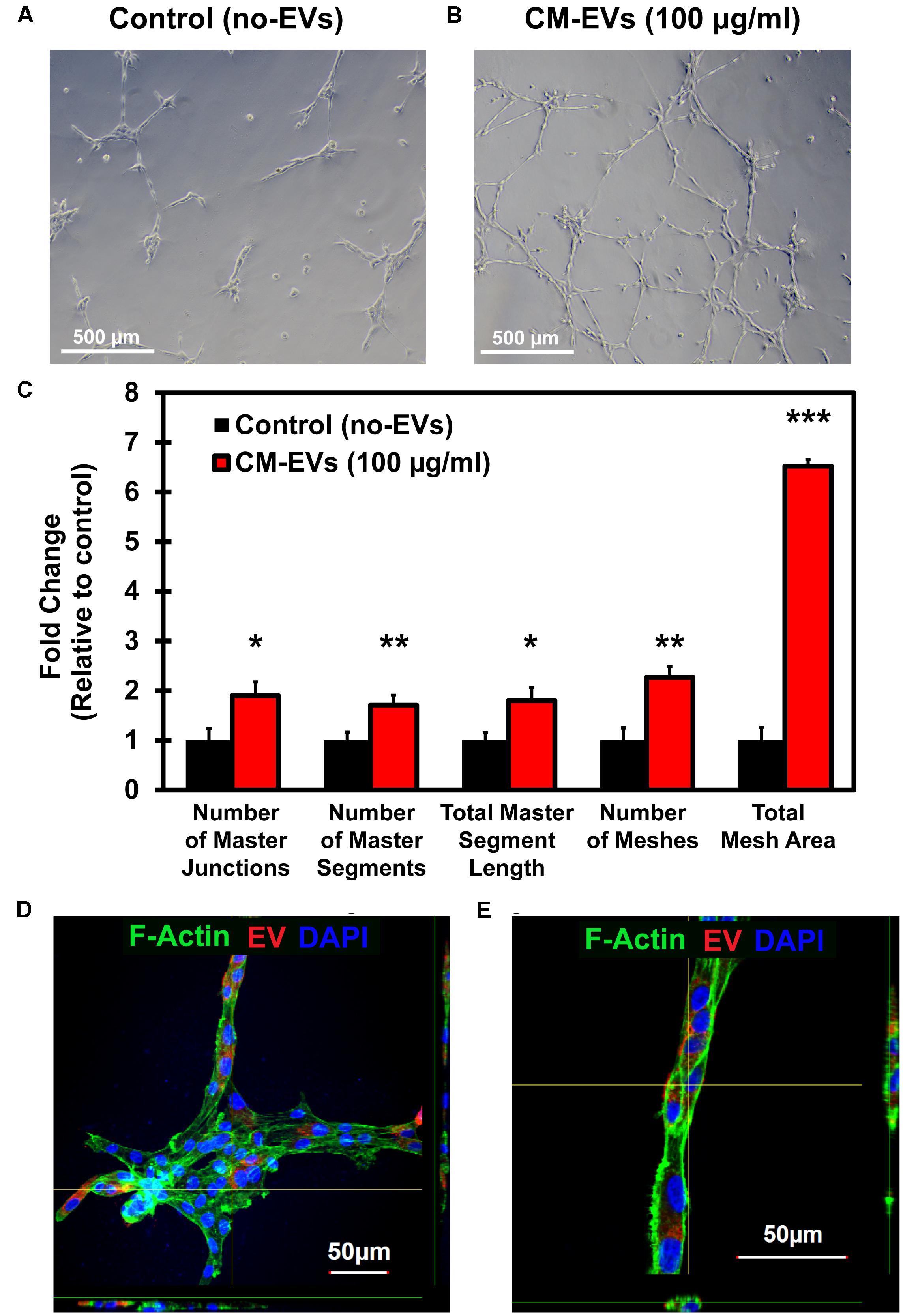 Frontiers | Extracellular Vesicles Released by Human Induced Frontiers | Extracellular Vesicles Released by Human Induced