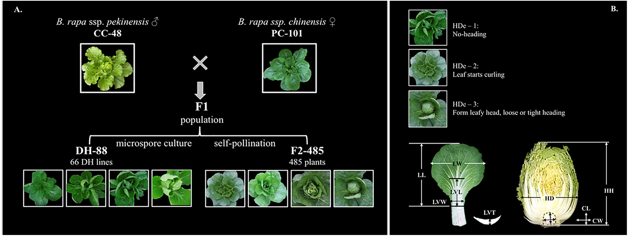 Genome-wide transcriptome analysis reveals molecular pathways involved in  leafy head formation of Chinese cabbage (Brassica rapa)