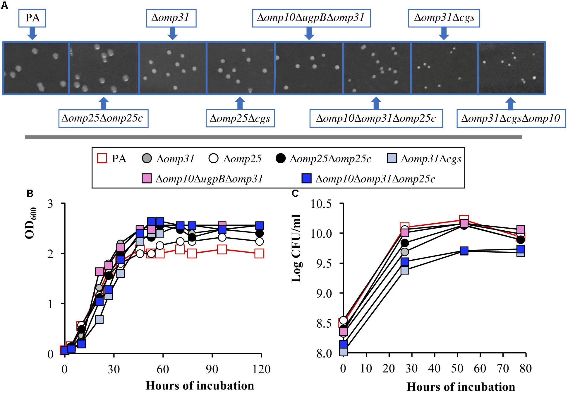 Cell and Tissue Tropism of Brucella spp.