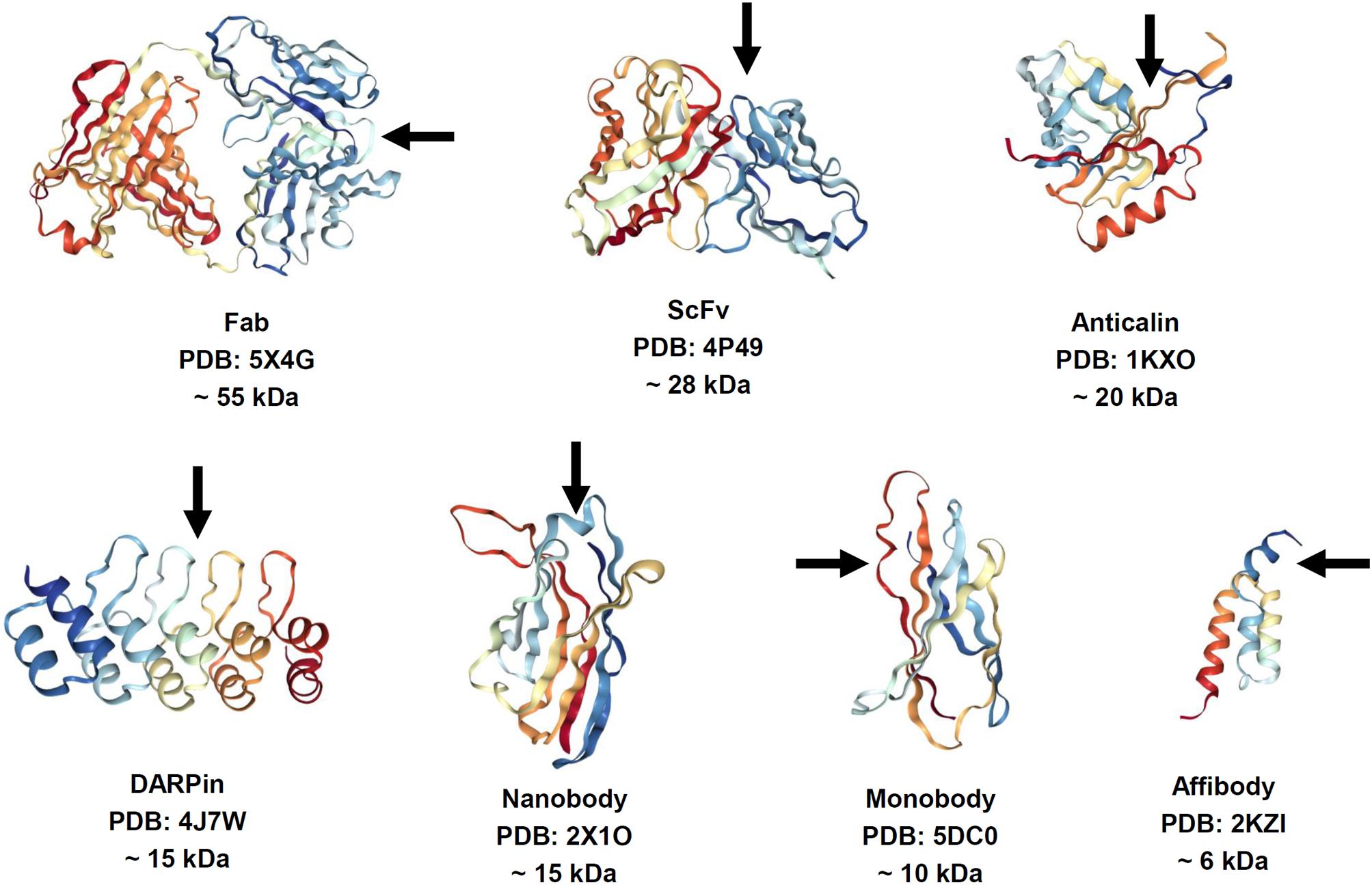 Opportunities for therapeutic antibodies directed at G-protein