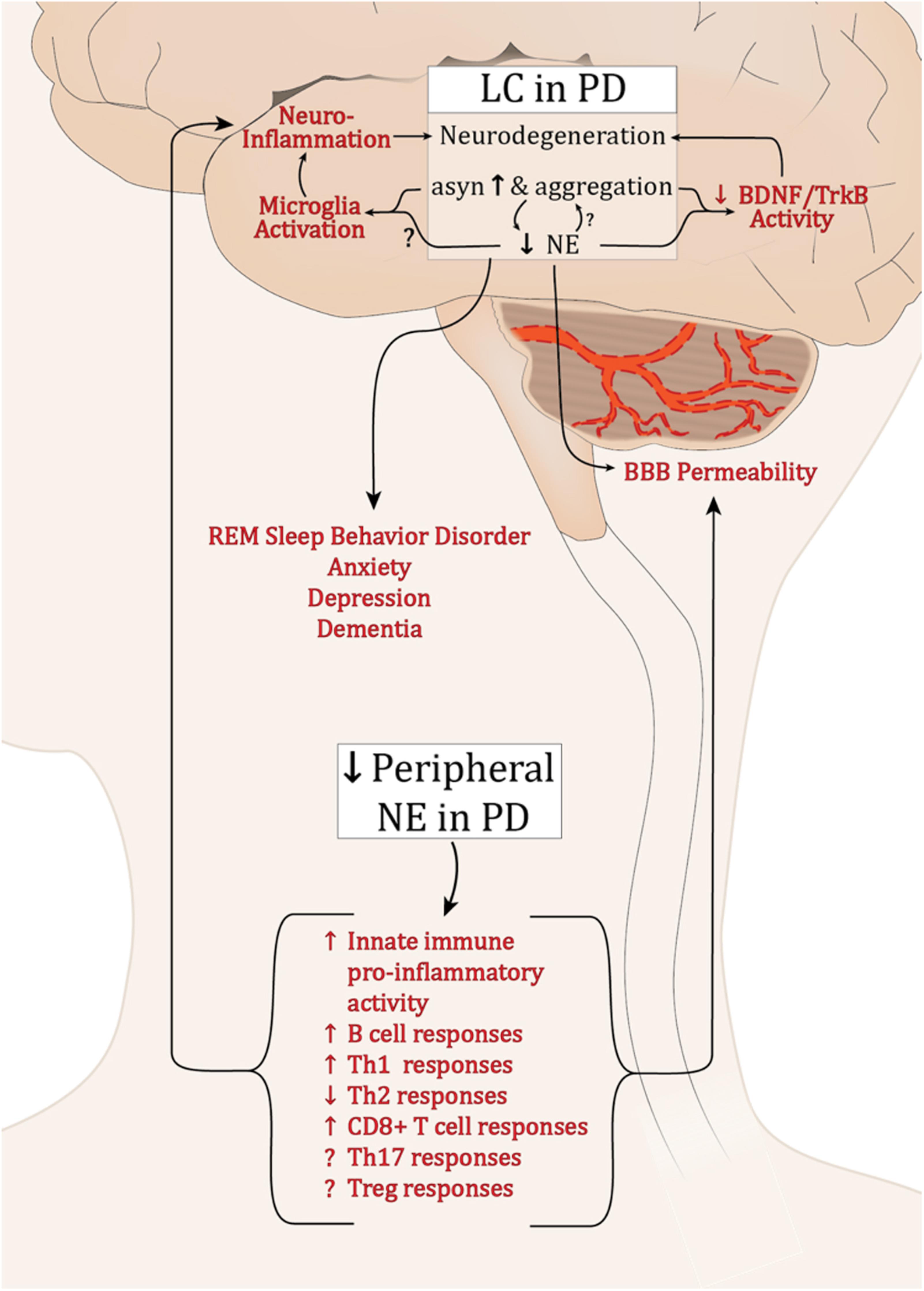 Frontiers A Synuclein And Noradrenergic Modulation Of Immune Cells In Parkinson S Disease Pathogenesis Neuroscience