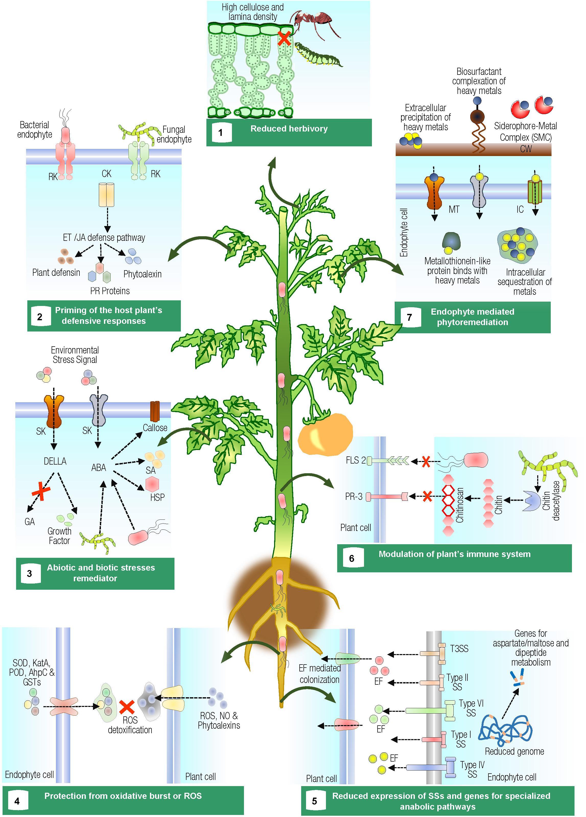 Frontiers Multifaceted Interactions Between Endophytes And Plant