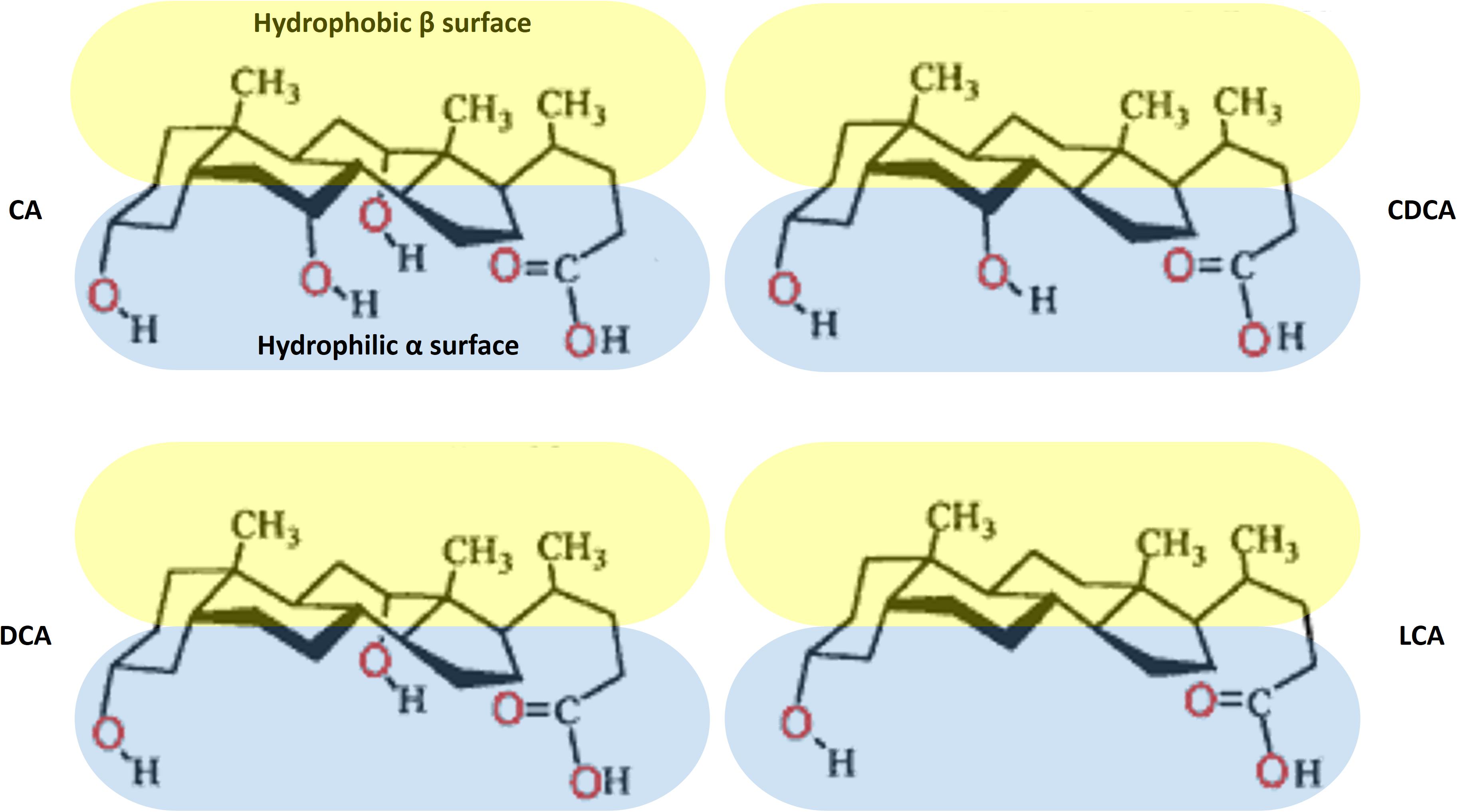 Frontiers Bile Acids And Their Derivatives As Potential Modifiers Of Drug Release And Pharmacokinetic Profiles Pharmacology