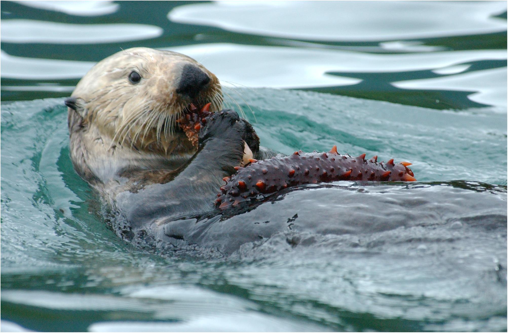Frontiers  Future Directions in Sea Otter Research and Management