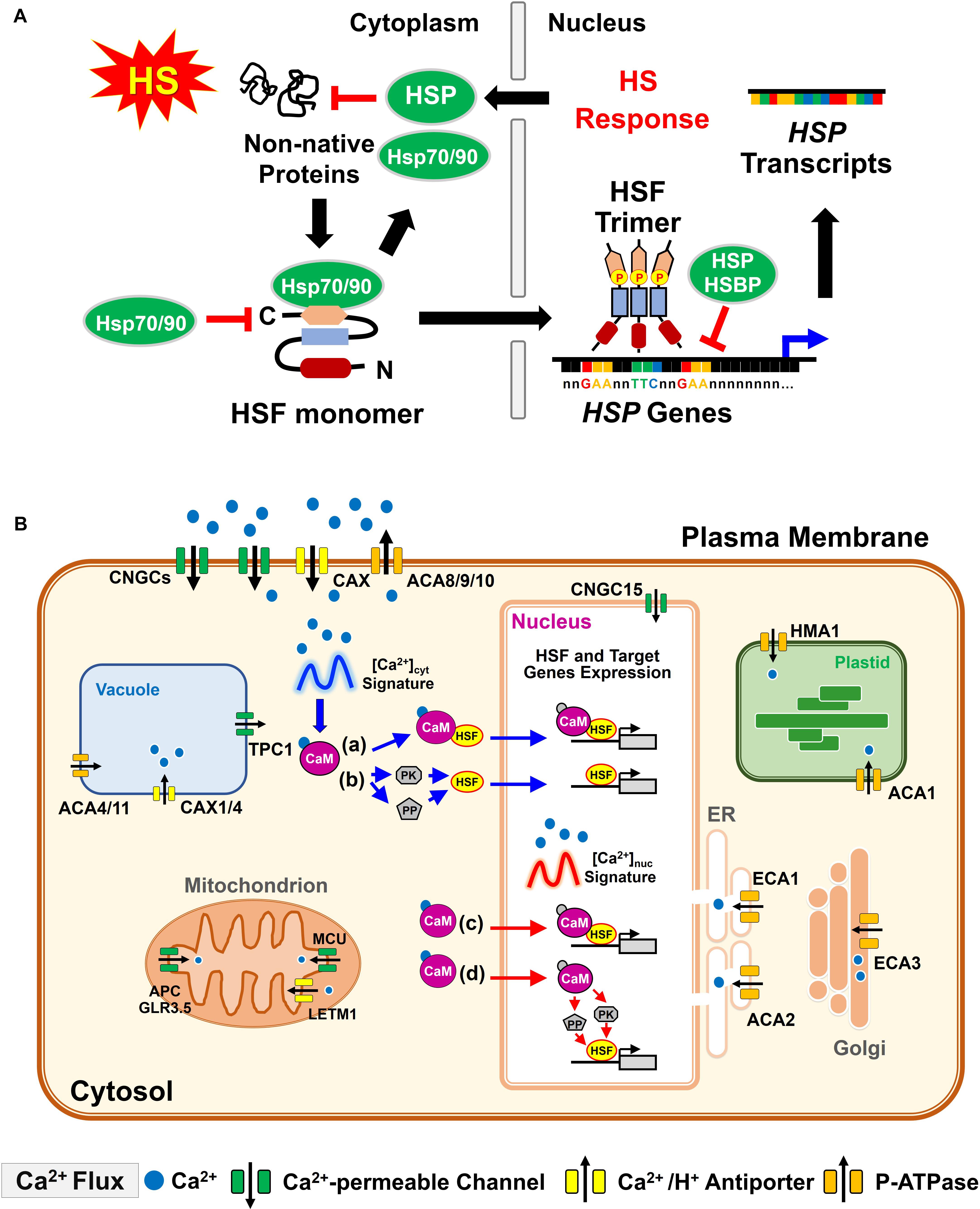 Frontiers Pectin Methylesterases Cell Wall Remodeling Proteins Are Required For Plant Response To Heat Stress Plant Science,Tulip Trees In Fall