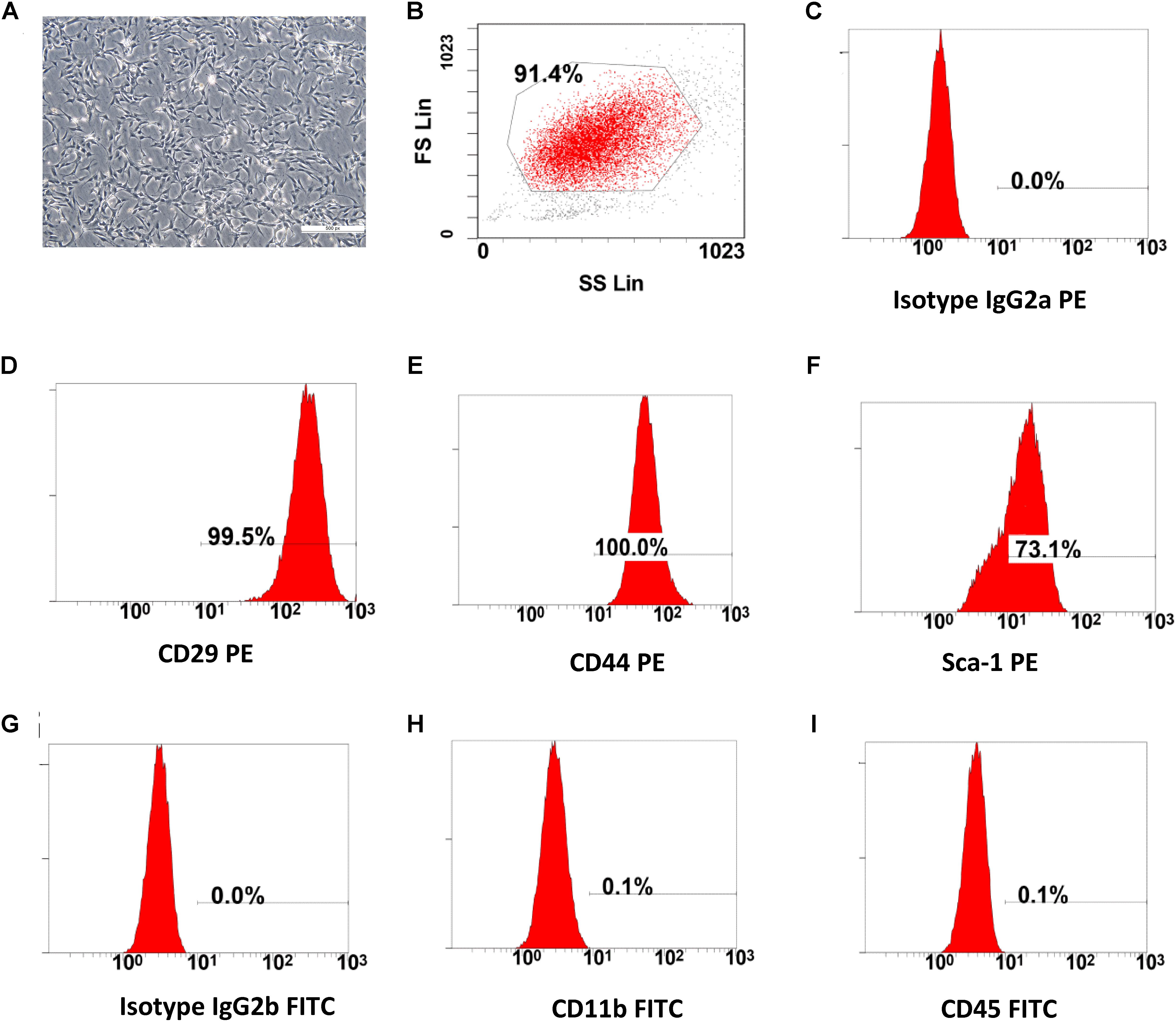 Stem cell-based bone regeneration in diseased microenvironments