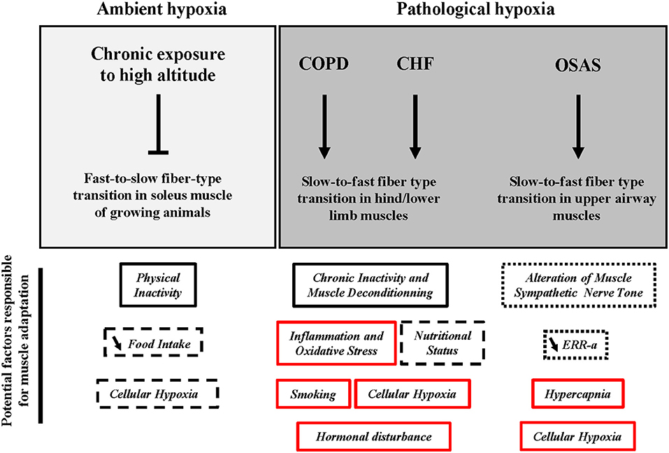 Frontiers  Impact of High-Altitude Hypoxia on Bone Defect Repair