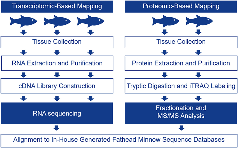 Frontiers  Tissue-Based Mapping of the Fathead Minnow (Pimephales promelas)  Transcriptome and Proteome