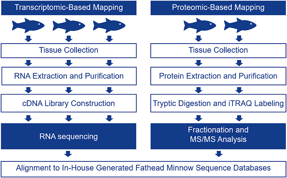 Frontiers  Tissue-Based Mapping of the Fathead Minnow (Pimephales