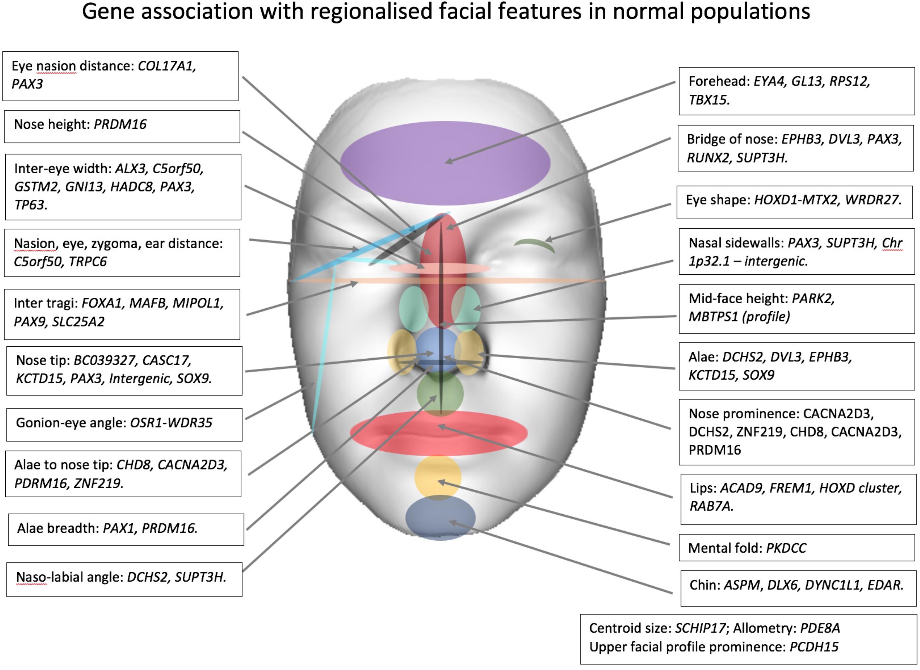 typical french facial features