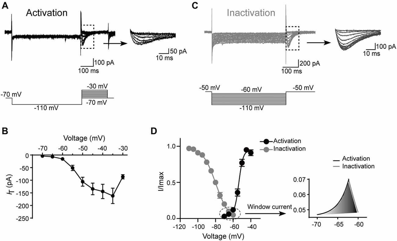 T-type current characteristics are not different between cap + cells of