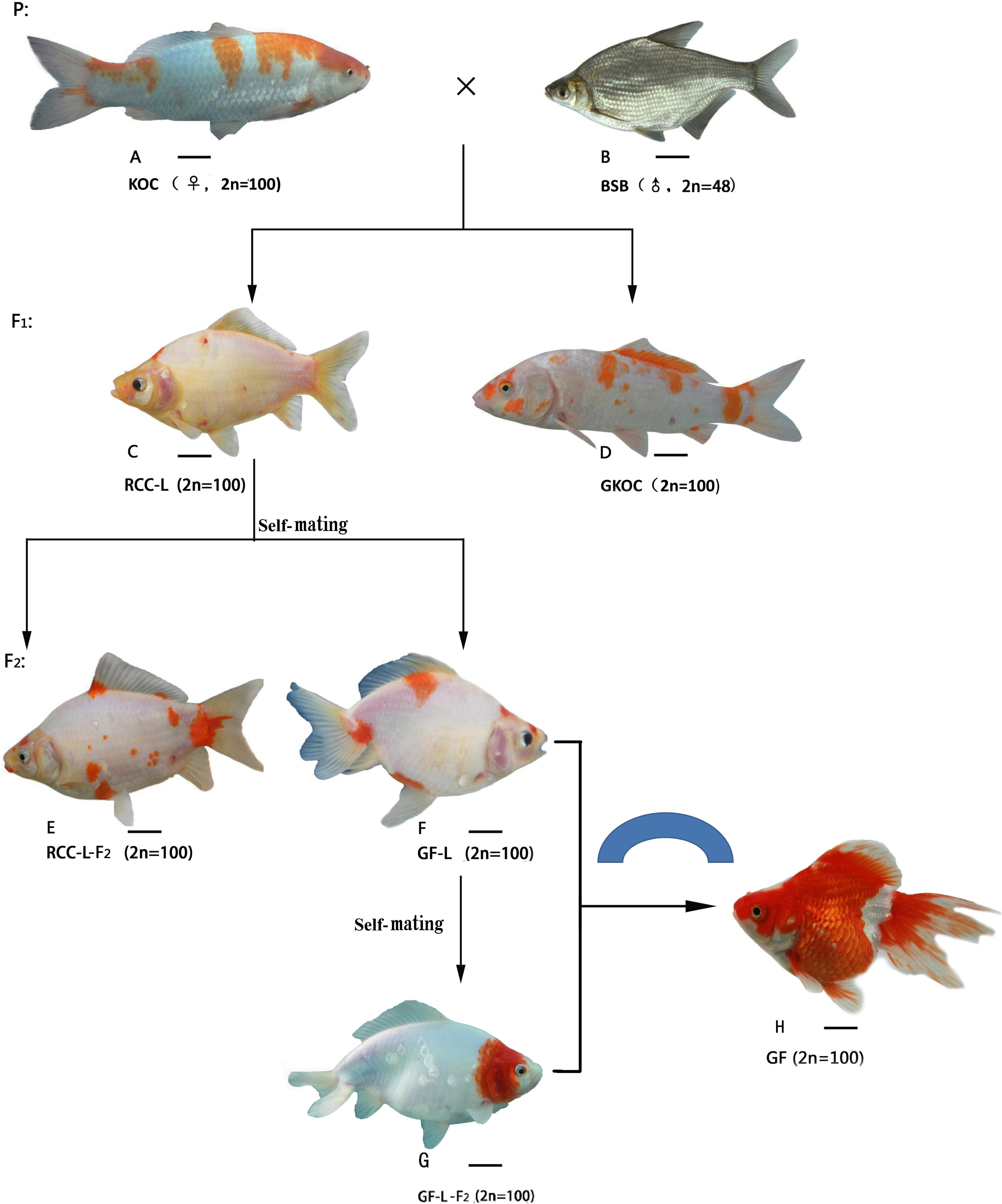 The Formation of the Goldfish-Like Fish Derived From Hybridization of