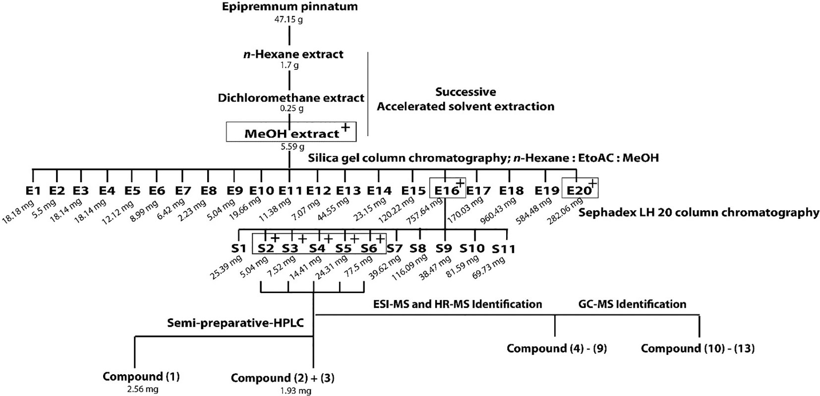 ポトスの種類 - ドラゴンテイル ポトスまたは Epipremnum pinnatum