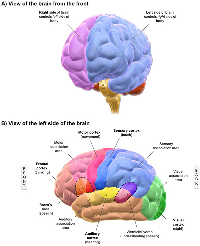 Left Cva Vs Right Cva Chart