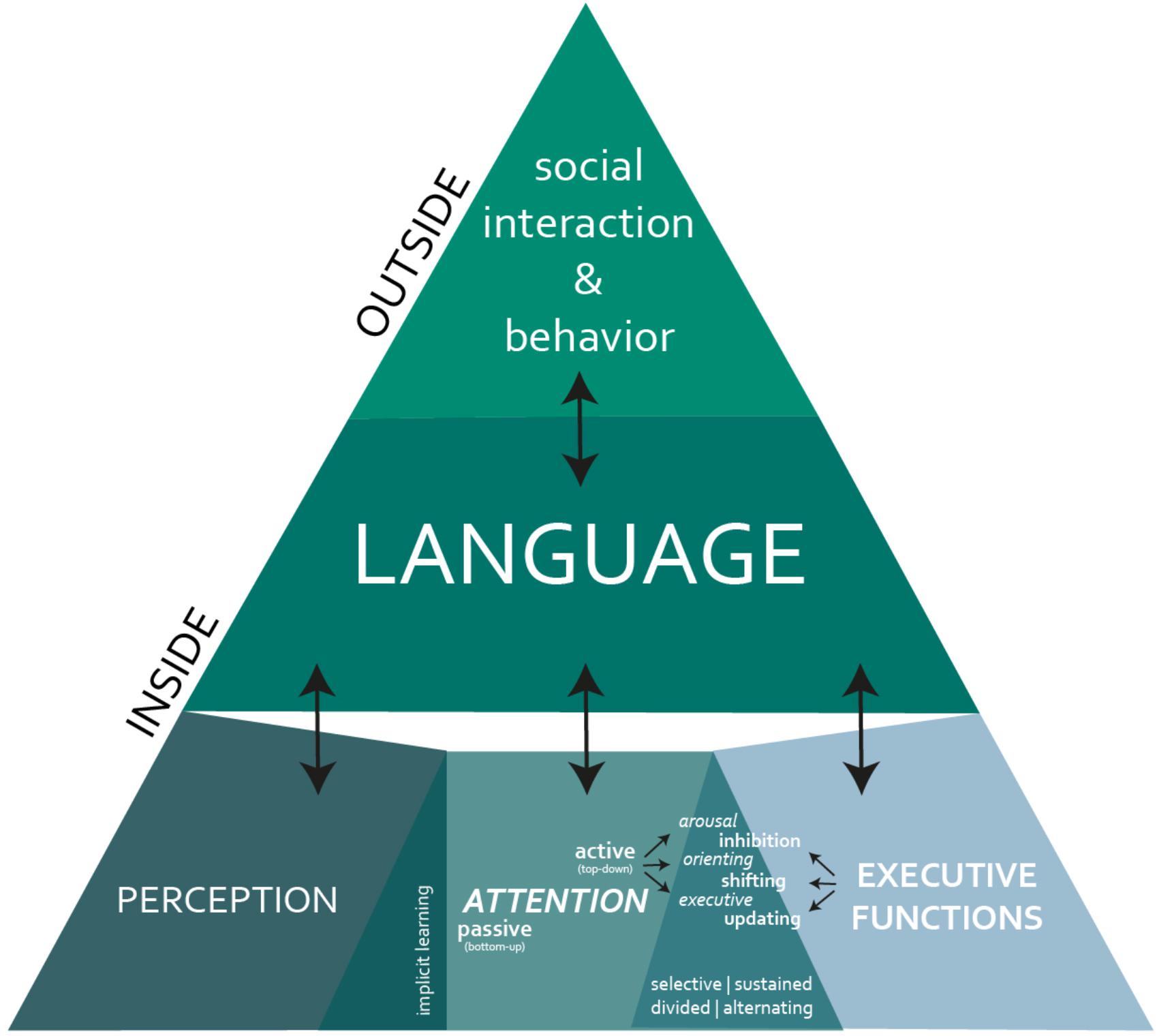 Frontiers | Behind the Scenes of Developmental Language Disorder: Time ...