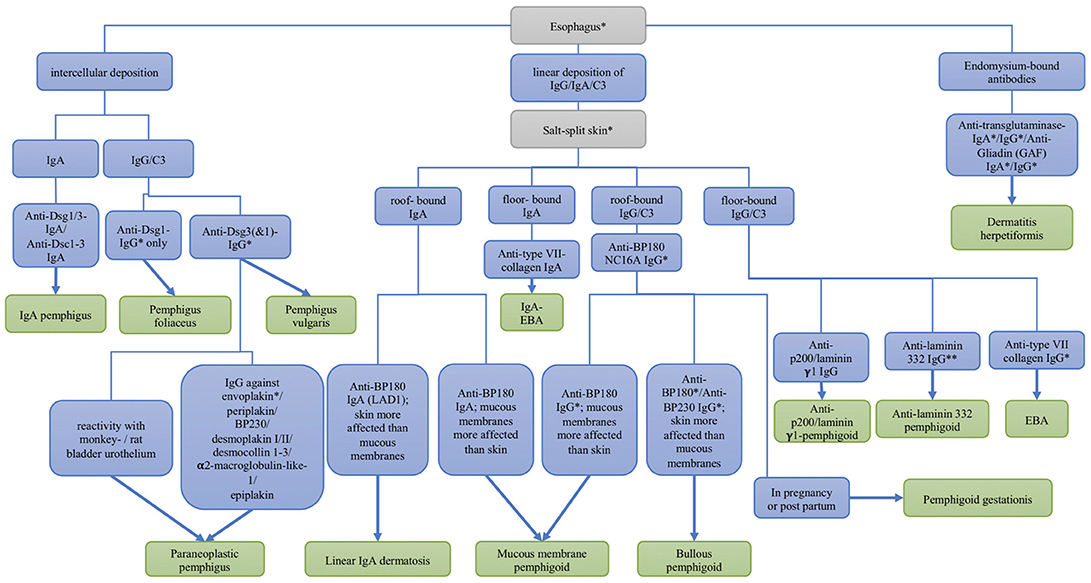 Frontiers Diagnosis Of Autoimmune Blistering Diseases