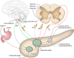 Frontiers | Intrapancreatic Ganglia and Neural Regulation of Pancreatic