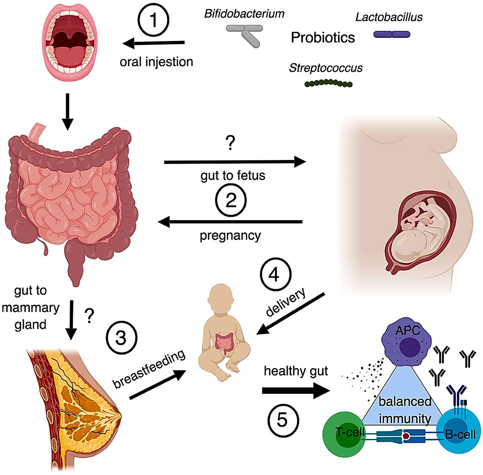 Frontiers Implications Of Probiotics On The Maternal Neonatal