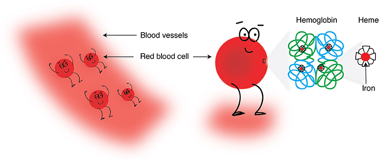 איור 3 - מהיכן מגיע מרבית הברזל שלנו? בתוך כלי הדם שלנו יש לנו תאי (כדוריות) דם.