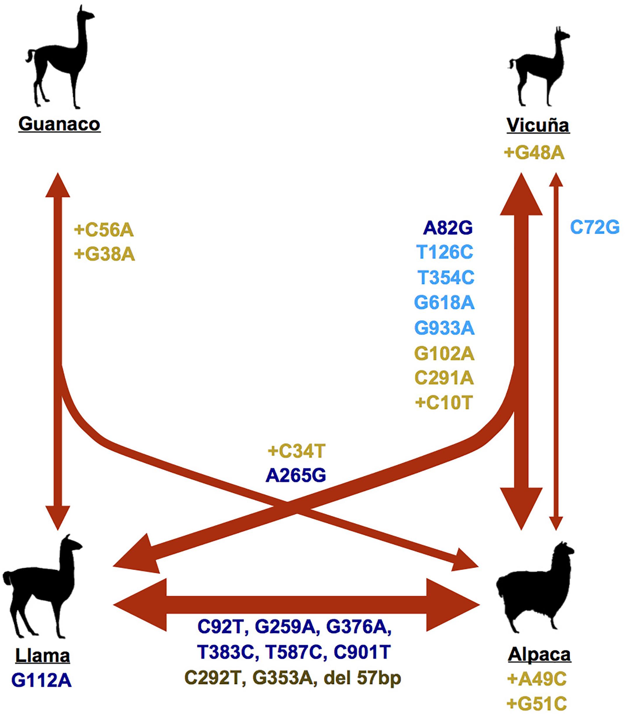 Color Genotyping of Alpacas: What We Are Learning