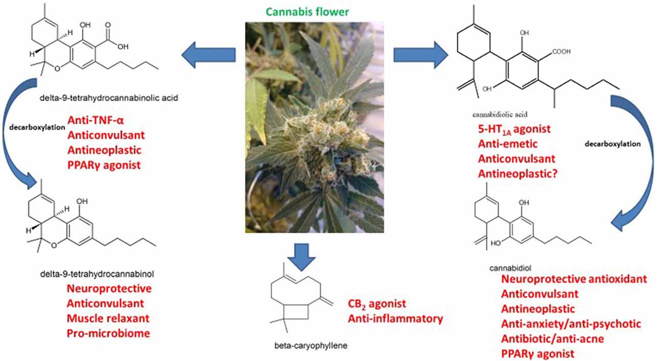 Scientists Discover a New Cannabinoid in Cannabis sativa: Δ9-THCP