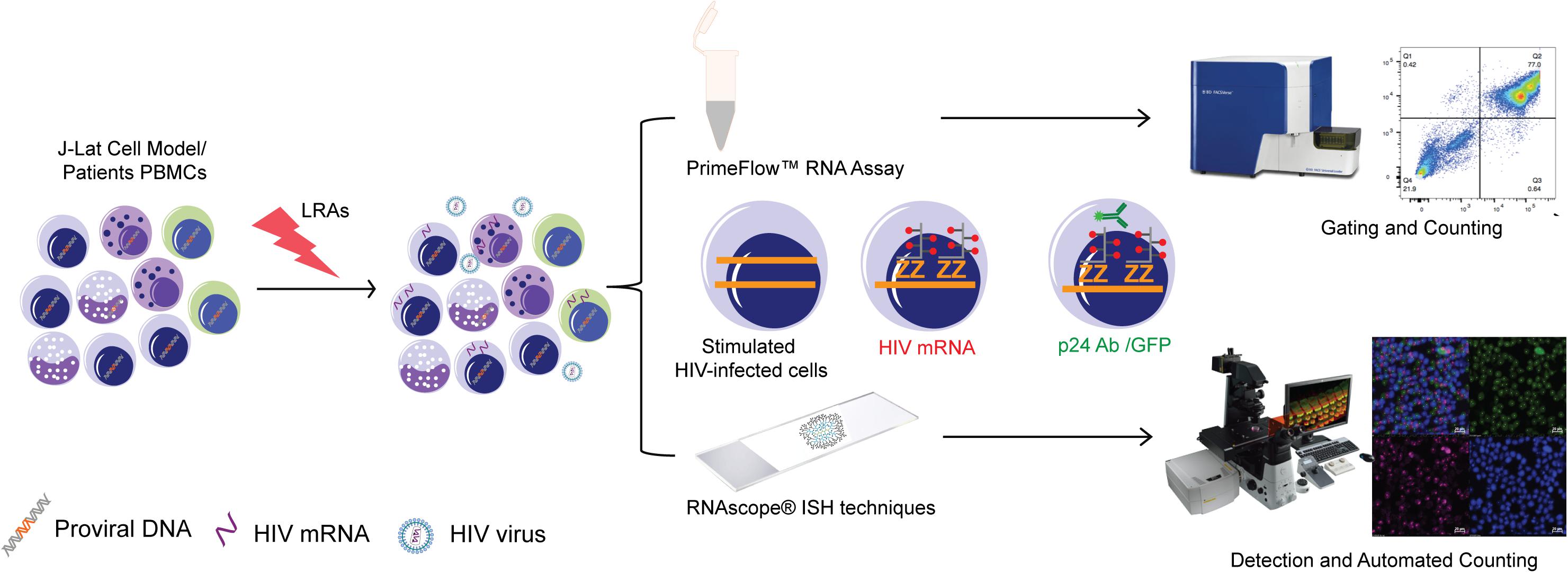 2023 Mar 28 - Getting Started with RNAscope™ Image Analysis in HALO®, In  Situ Hybridization, RNA-ISH