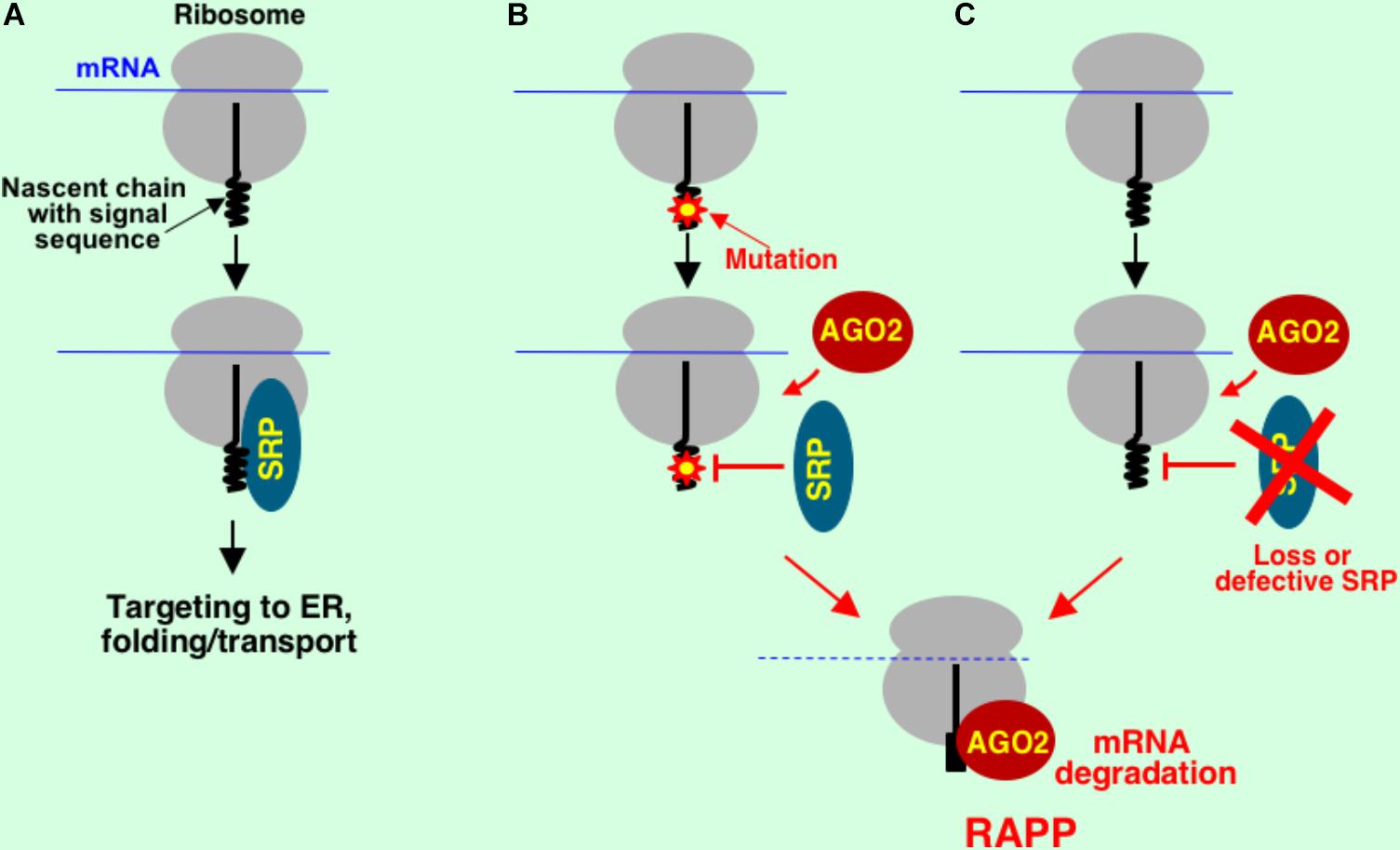 Взаимосвязь ядра и рибосом. Диссоциация рибосомы. Осуществляет точную ориентацию аминокислоты на рибосоме. Translating ribosome Affinity Purification (Trap). Ribosome and Protein Synthesis.