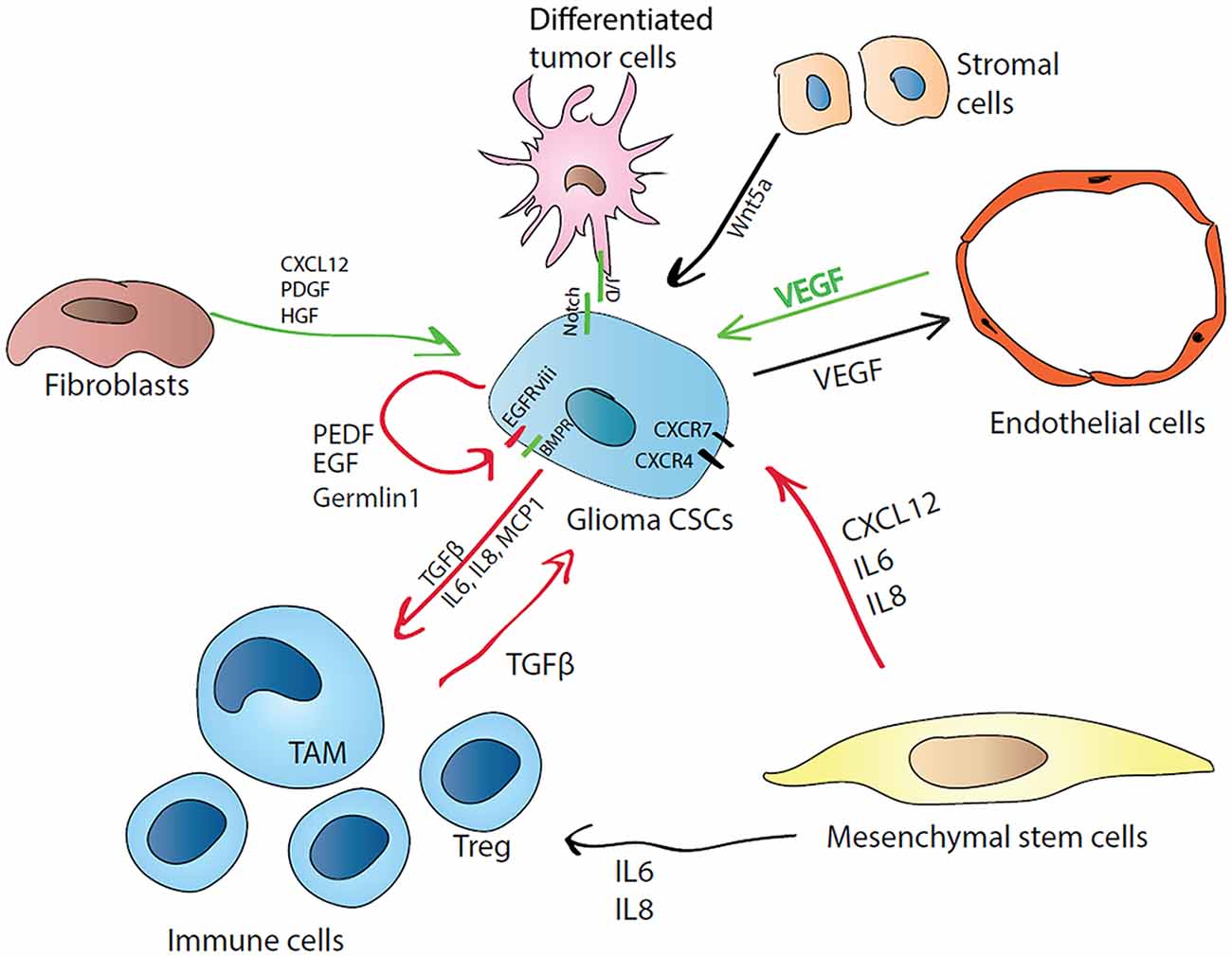 Состояние клетки. Клетки CSC. Cell differentiation mechanism. Differentiation of tumor. TGFB immune Cells.